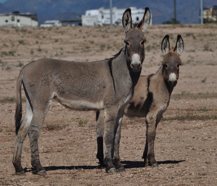 burros